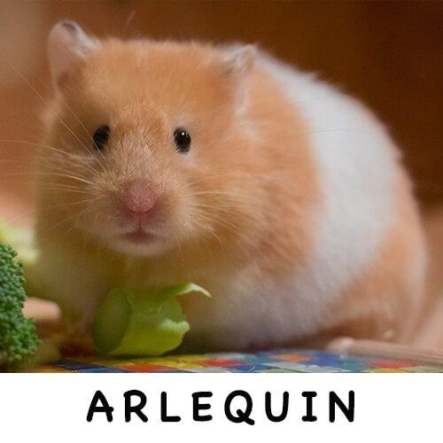 » Hamsters » Razas de Hámsters y como cuidarlos. » Tipos de Hámsters.